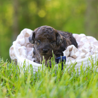 Frank - Available 6/18