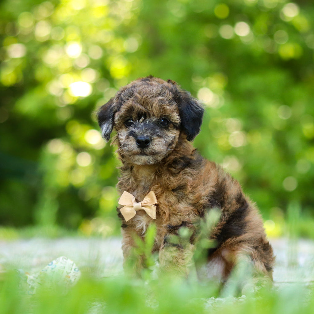 Fenway - Available 6/18