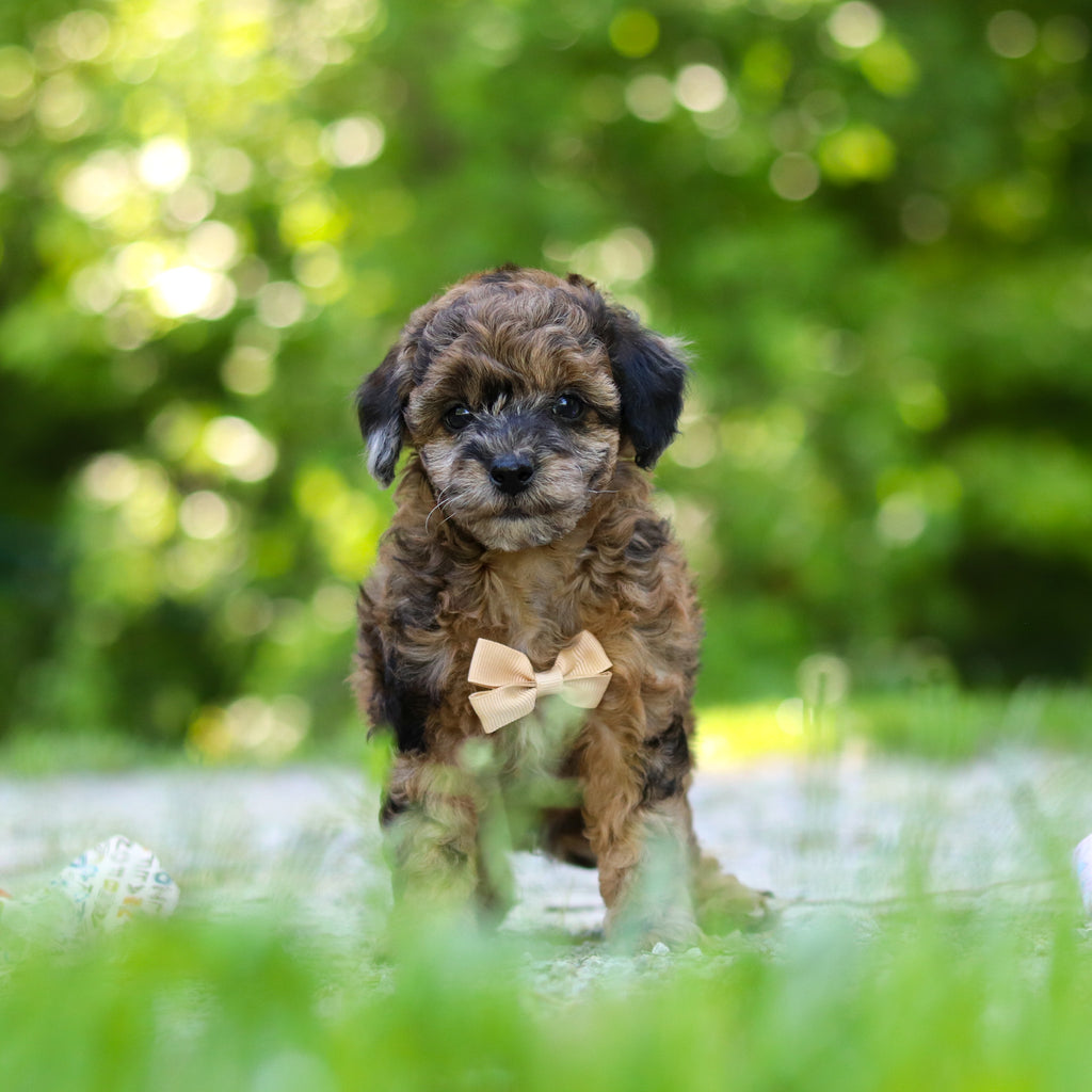 Fenway - Available 6/18