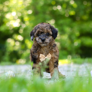 Fenway - Available 6/18