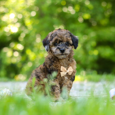 Fenway - Available 6/18