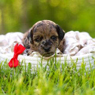 Fenway - Available 6/18
