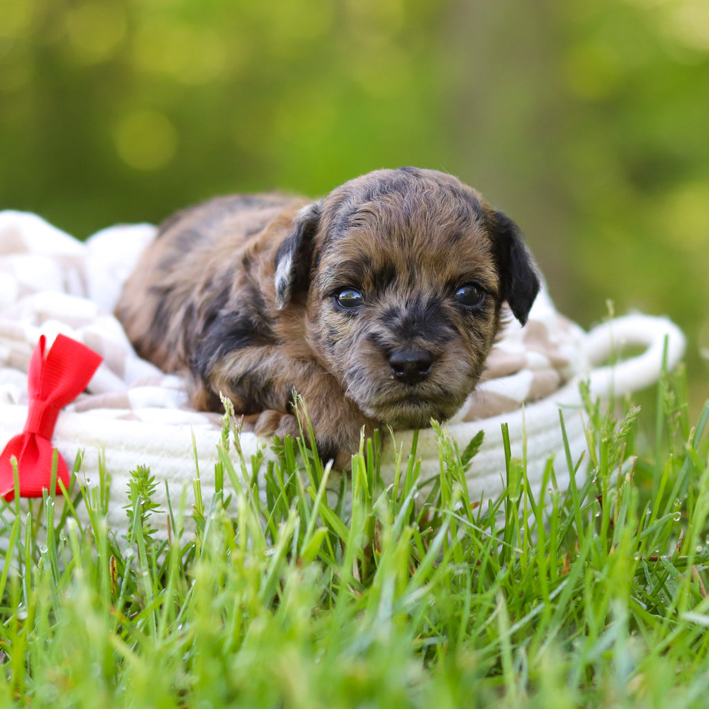 Fenway - Available 6/18