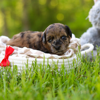 Fenway - Available 6/18