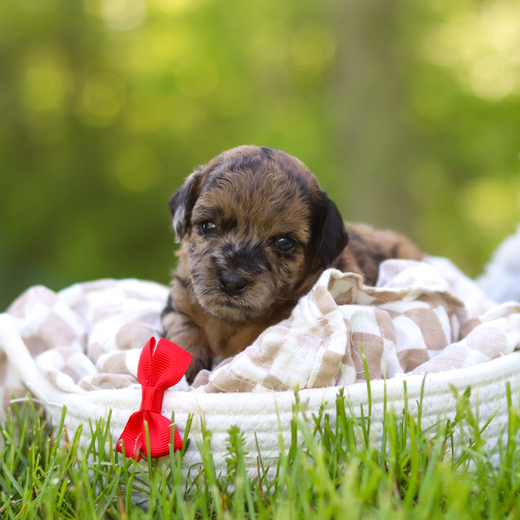 Fenway - Available 6/18