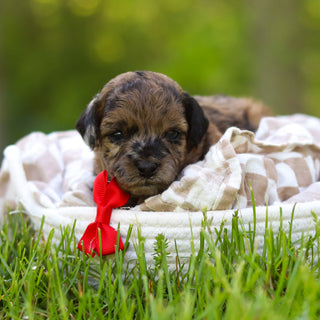Fenway - Available 6/18