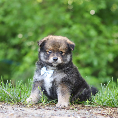 Houdini - Available 6/25