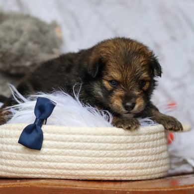 Houdini - Available 6/25