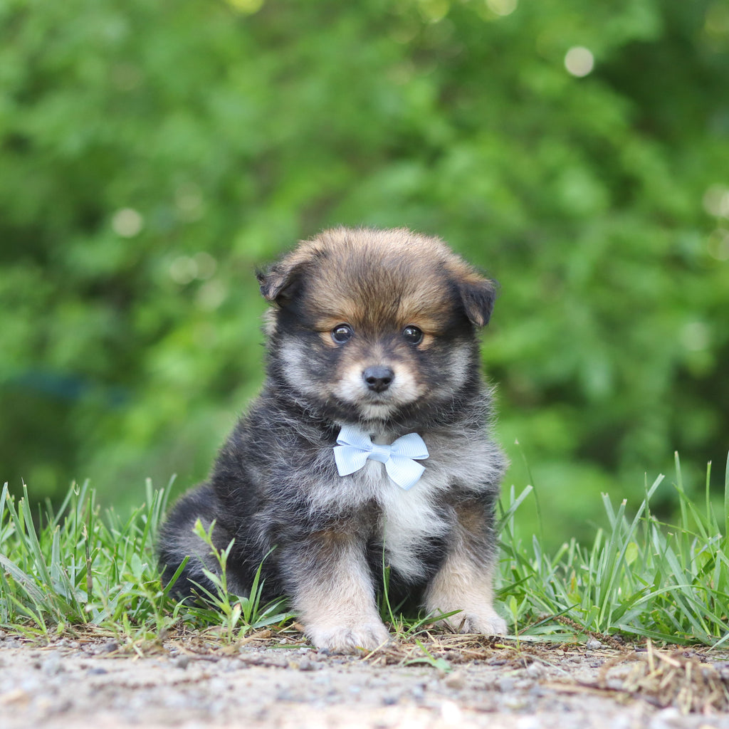 Houdini - Available 6/25