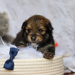 Houdini - Available 6/25