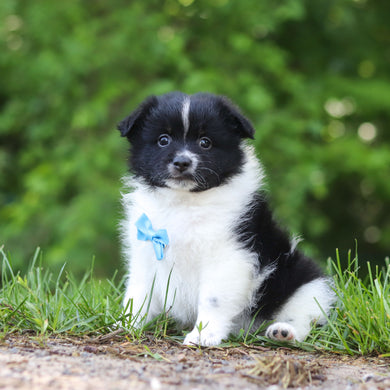 Hugo - Available 6/25