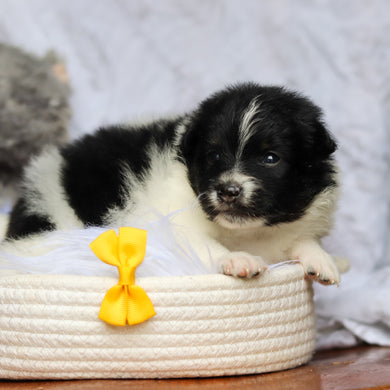 Hugo - Available 6/25