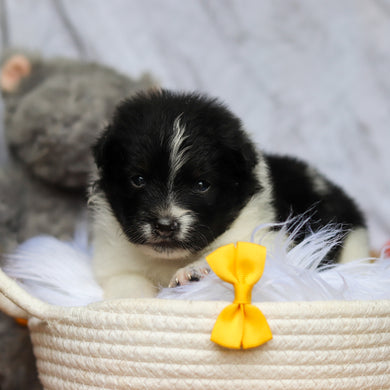 Hugo - Available 6/25