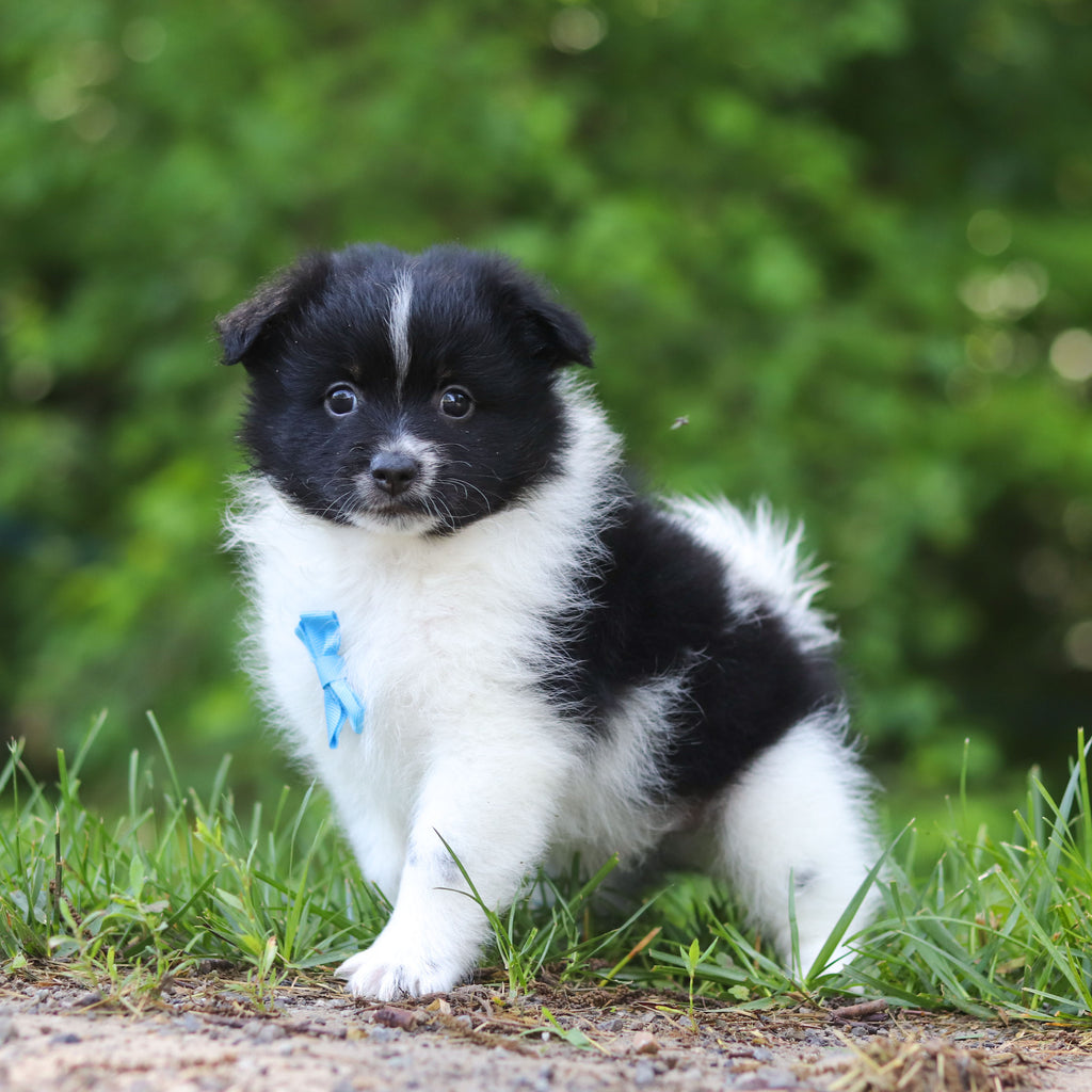Hugo - Available 6/25