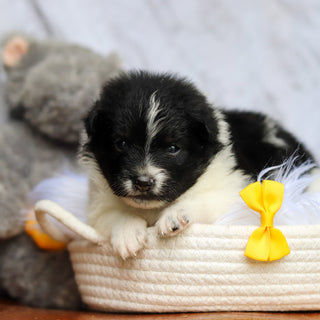 Hugo - Available 6/25