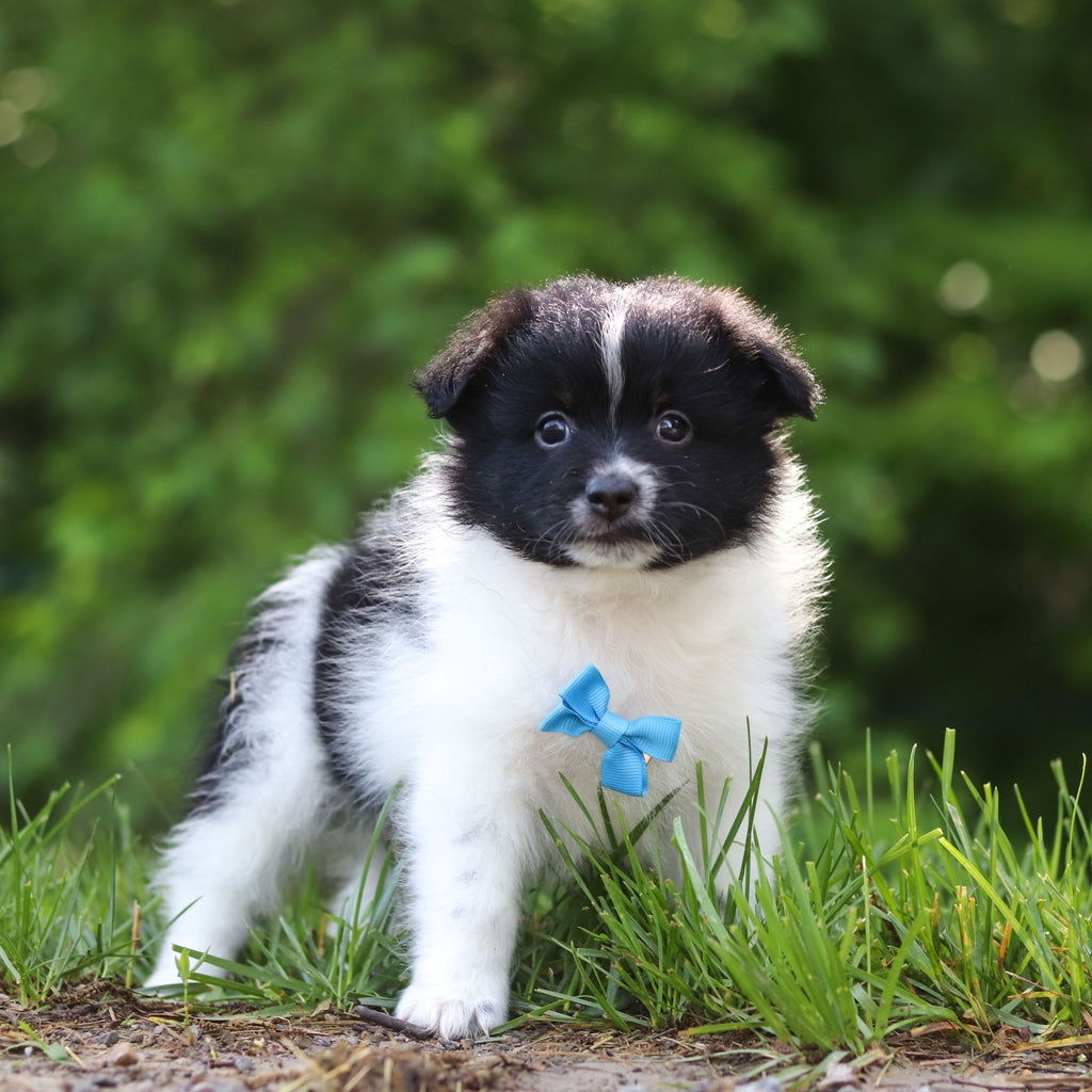 Hugo - Available 6/25