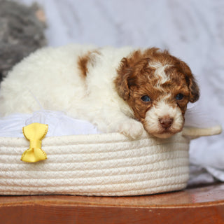 Sammie - Available 6/25