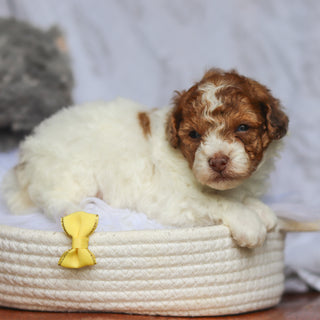 Sammie - Available 6/25