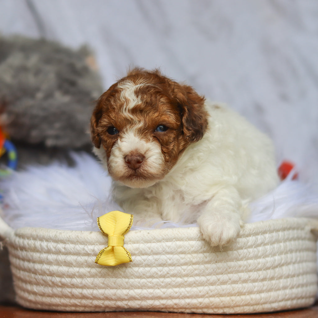 Sammie - Available 6/25