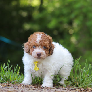Sammie - Available 6/25