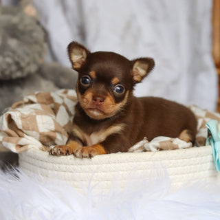 Sparky - Available 7/30