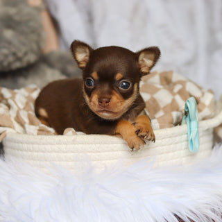 Sparky - Available 7/30
