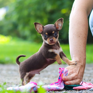 Sparky - Available 7/30