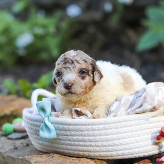 Walter - Available 10/1