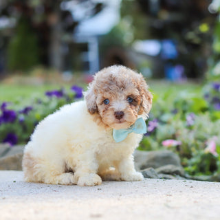 Walter - Available 10/1