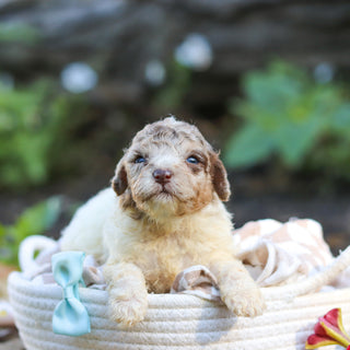 Walter - Available 10/1