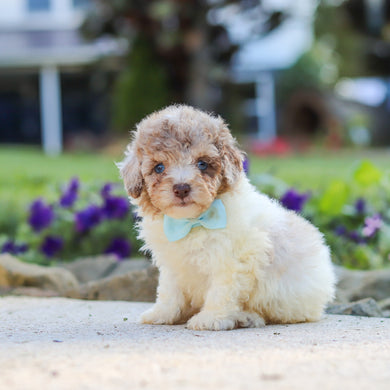 Walter - Available 10/1