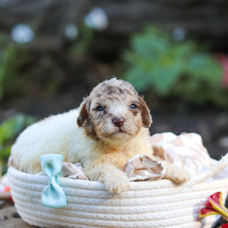 Walter - Available 10/1