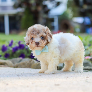 Walter - Available 10/1