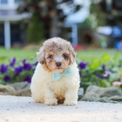 Walter - Available 10/1