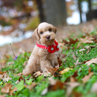 Eddie - Available 11/12