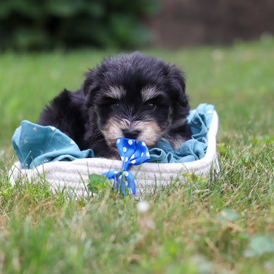 Montgomery - Available 8/20