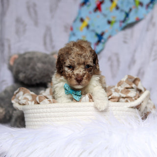 Vito - Available 7/16