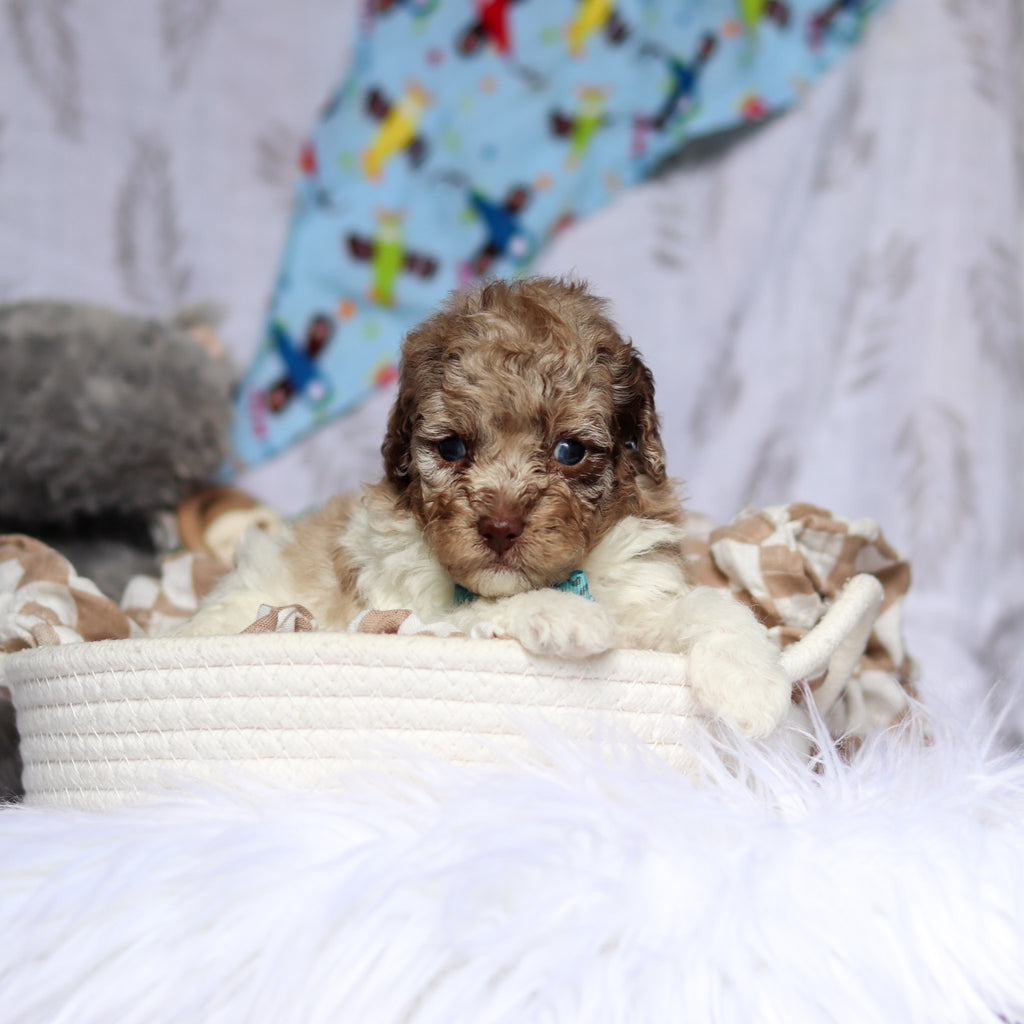 Vito - Available 7/16