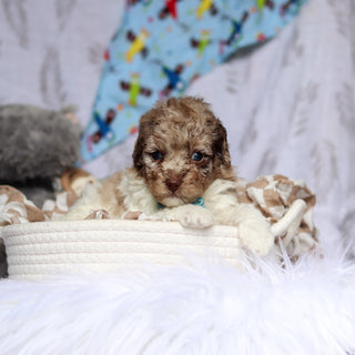 Vito - Available 7/16