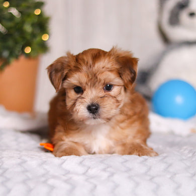 Maxwell - Available 3/12