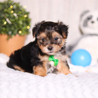 Maddox - Available 3/12