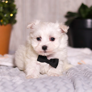 Jermaine - Available 3/13