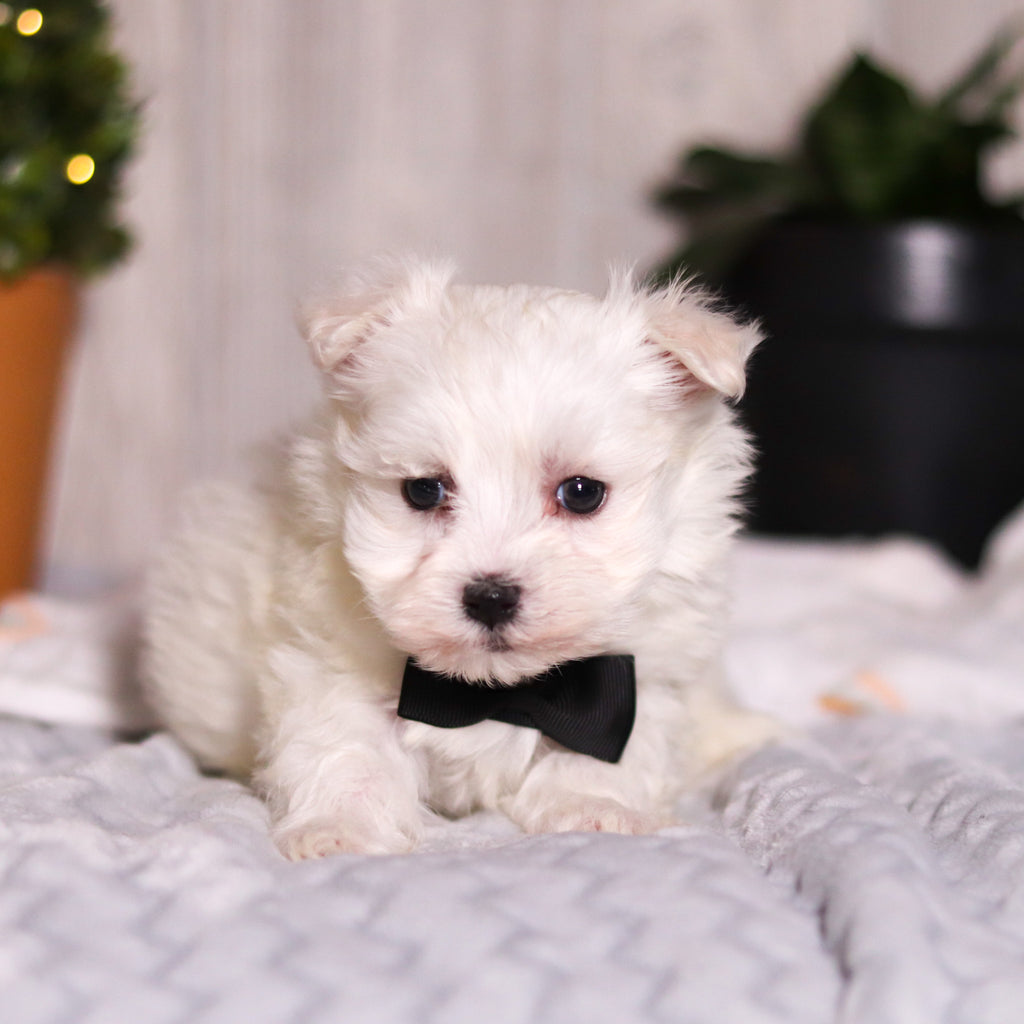 Jermaine - Available 3/13