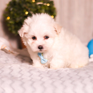 Marlon - Available Now