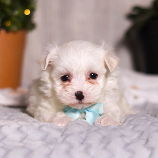 Tito - Available Now