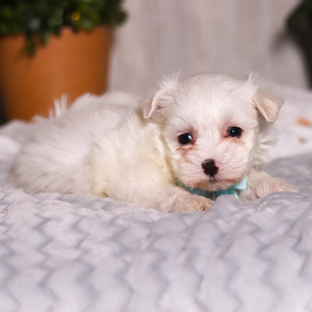 Tito - Available Now