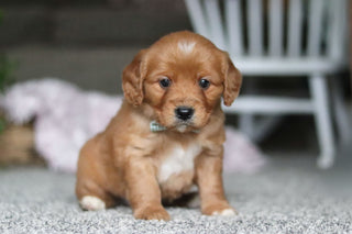 Gavin - Available 4/9