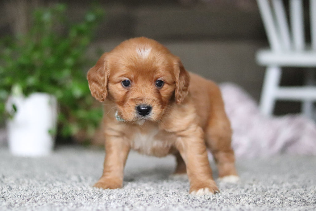 Gavin - Available 4/9