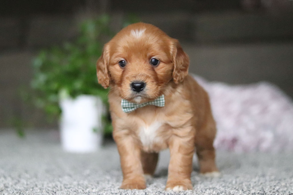 Gavin - Available 4/9