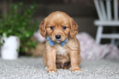 Gunner - Available 4/9